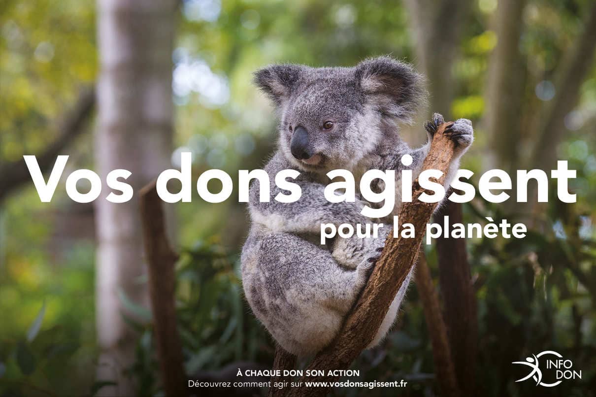 Vos dons agissent pour la planète - koala